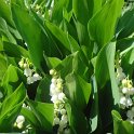 Convallaria majalis